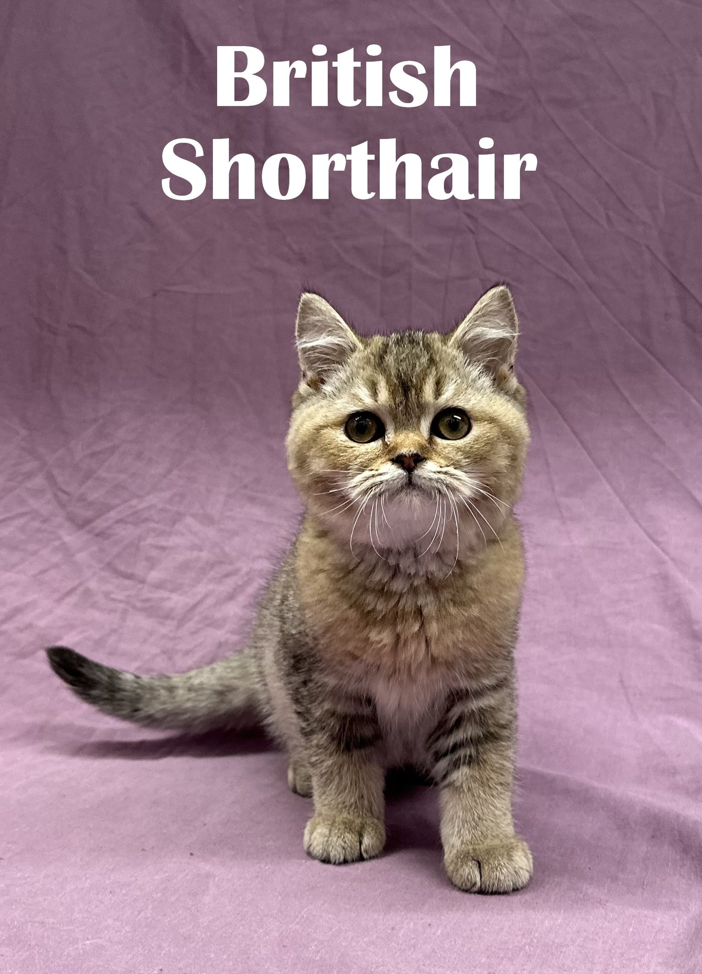 British Shorthair - Amiral