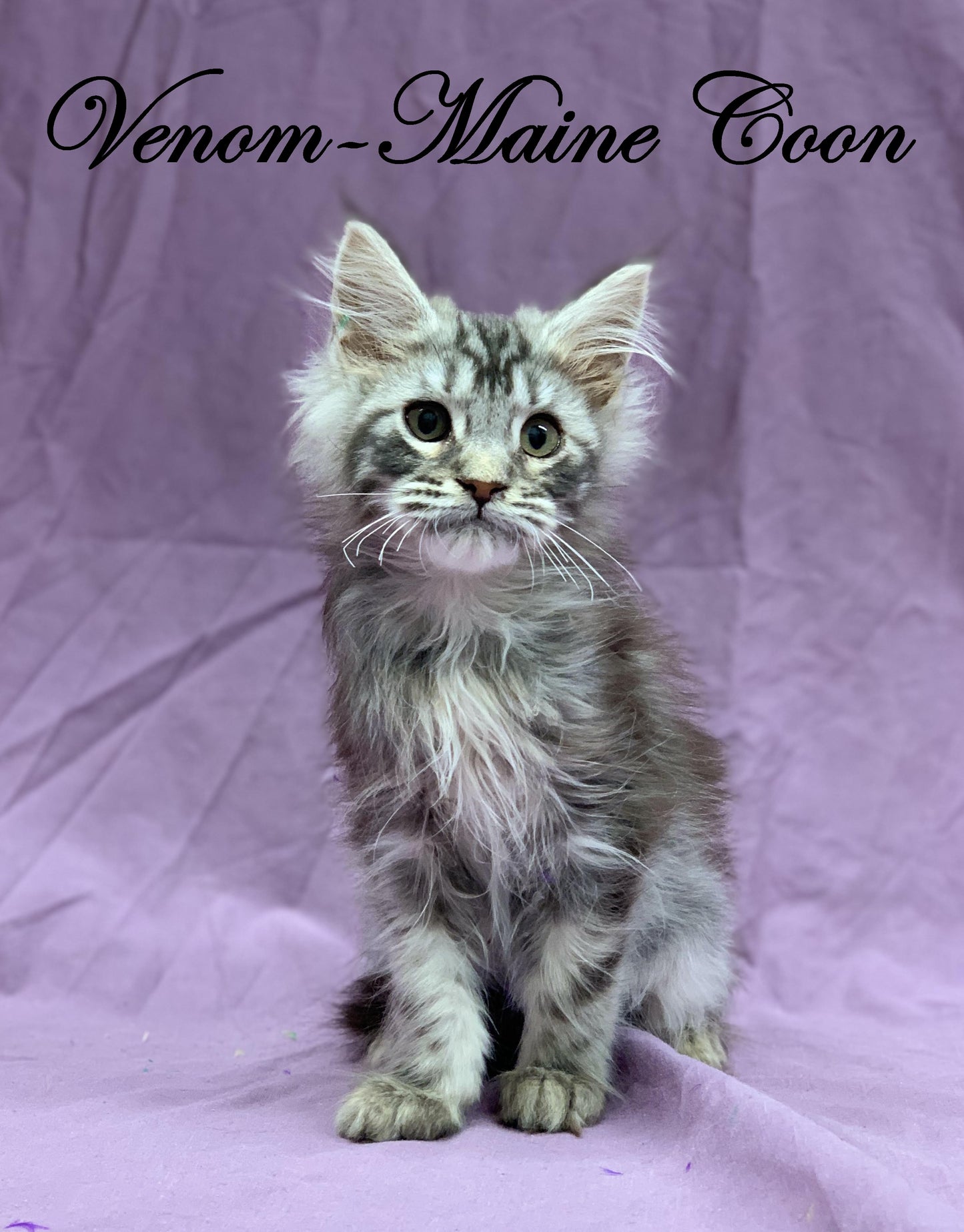 VENOM - Maine Coon